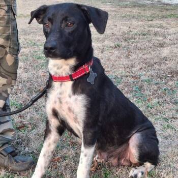 Mixed Breed Dogs Available for Adoption - Jam | PetCurious