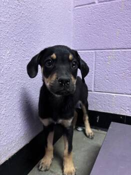 61419106 -  Mixed Breed and Labrador Retriever Dog for Adoption in El Paso, Texas - 61419106 | PetCurious