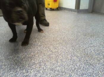 Pit Bull Terrier and Mixed Breed Dogs Available for Adoption - A1259378 | PetCurious