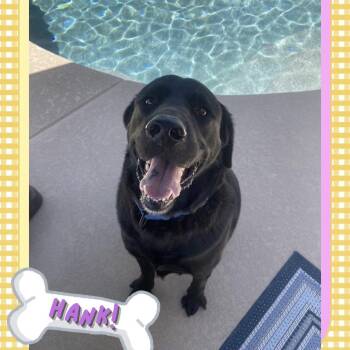 Hank -  Black Labrador Retriever Dog for Adoption in Gilbert, Arizona - Hank | PetCurious