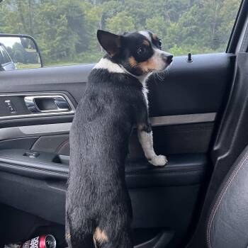 Russell -  Corgi and Chihuahua Dog for Adoption in Hohenwald, Tennessee - Russell | PetCurious