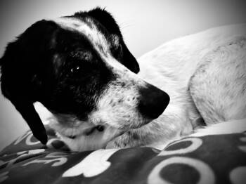 Mr. Noodle -  Jack Russell Terrier and Dachshund Dog for Adoption in Greenville, South Carolina - Mr. Noodle | PetCurious