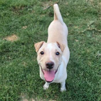 Nova AL -  Terrier and Mixed Breed Dog for Adoption in Austin, Texas - Nova AL | PetCurious