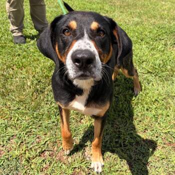 Trimont -  Black Labrador Retriever and Coonhound Dog for Adoption in Franklin, North Carolina - Trimont | PetCurious