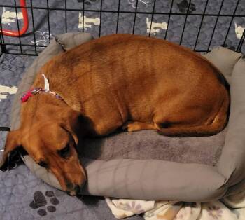 Archy -  Mixed Breed Dog for Adoption in Taycheedah, Wisconsin - Archy | PetCurious