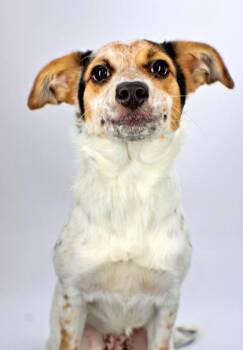 Mila -  Australian Shepherd and Mixed Breed Dog for Adoption in Morton Grove, Illinois - Mila | PetCurious