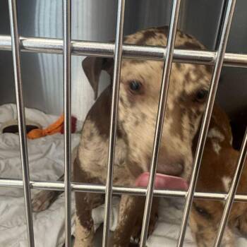 Coheed -  Cattle Dog Dog for Adoption in Kingman, Arizona - Coheed | PetCurious