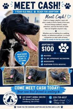 Cash -  German Shepherd Dog Dog for Adoption in Leesburg, Georgia - Cash | PetCurious