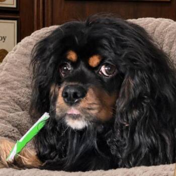 MoMo -  Cavalier King Charles Spaniel Dog for Adoption in Sanford, North Carolina - MoMo | PetCurious