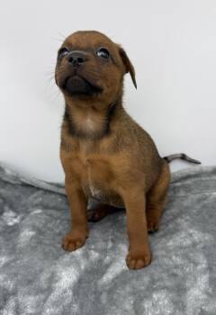 Rescue Shepherd and Mixed Breed Dogs for Adoption in Bowling Green, Kentucky - Maple | PetCurious