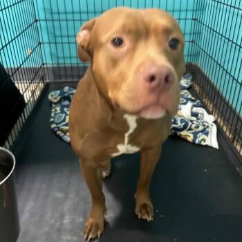 Rescue Pit Bull Terrier Dogs for Adoption in St. Louis, Missouri - Eggs Benedict | PetCurious