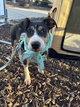 Rescue Treeing Walker Coonhound and Staffordshire Bull Terrier Dogs for Adoption in Auburn, Georgia - Bacon | PetCurious