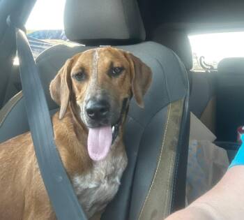 Jackie -  Hound and Labrador Retriever Dog for Adoption in Bolivar, Tennessee - Jackie | PetCurious