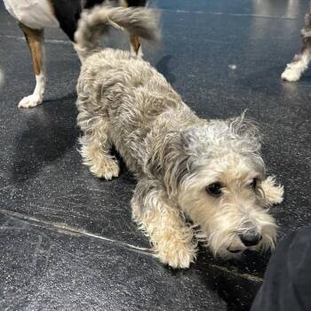 Phil Collins -  Miniature Schnauzer and Terrier Dog for Adoption in Oceanside, California - Phil Collins | PetCurious