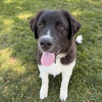 Darren -  Mixed Breed Dog for Adoption in Medford, Oregon - Darren | PetCurious