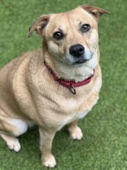 Rescue Mixed Breed Dogs for Adoption in Sandy Springs, Georgia - Mallory | PetCurious