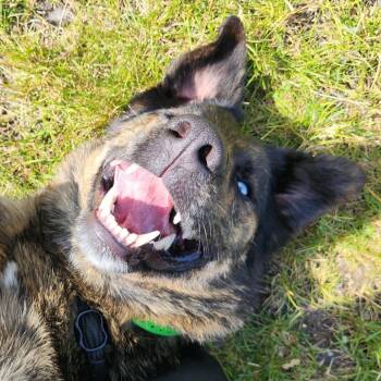 Ari -  German Shepherd Dog and Australian Shepherd Dog Available for Adoption in Fort Wayne, Indiana - Ari | PetCurious