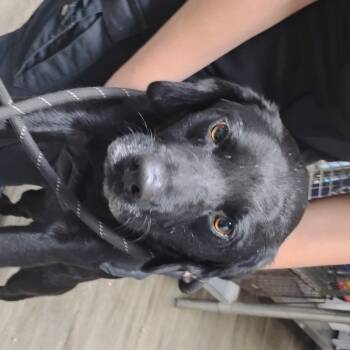 Rescue Black Labrador Retriever Dogs for Adoption in Summerville, South Carolina - Twilight | PetCurious
