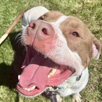 Pit Bull Terrier Dogs Available for Adoption in Union, Missouri - Morse K 15 | PetCurious
