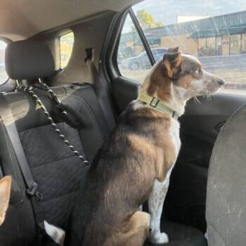 Australian Cattle Dog Blue Heeler Dogs Available for Adoption - Toby | PetCurious