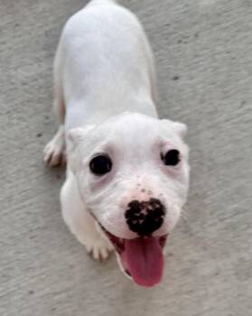 Terrier Dogs Available for Adoption - George | PetCurious