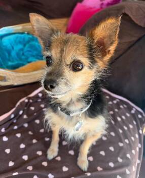Gracie -  Yorkshire Terrier and Chihuahua Dog for Adoption in Orange, California - Gracie | PetCurious