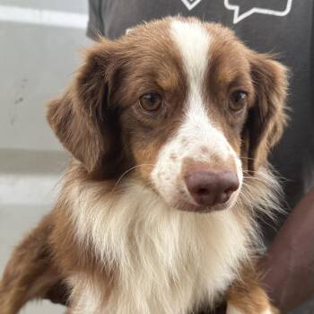 Jango - Local Sept 11-13 -  Australian Shepherd Dog for Adoption in Brookshire, Texas - Jango - Local Sept 11-13 | PetCurious