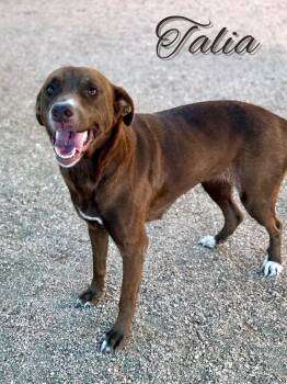 Rescue Chocolate Labrador Retriever Dogs for Adoption in Boerne, Texas - Talia | PetCurious