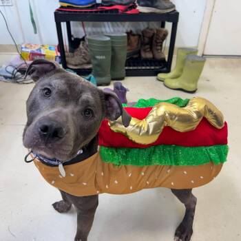 Martha -  Pit Bull Terrier Dog for Adoption in Phoenixville, Pennsylvania - Martha | PetCurious