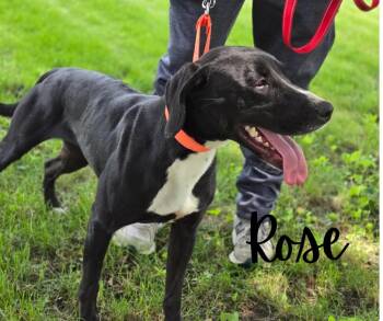 Rescue Black Labrador Retriever Dogs for Adoption in Marion, Indiana - Rose | PetCurious