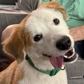 Bear -  Mixed Breed Dog for Adoption in Chelmsford, Massachusetts - Bear | PetCurious