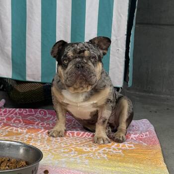 French Bulldog Dogs Available for Adoption in Pasadena, California - Guapo | PetCurious