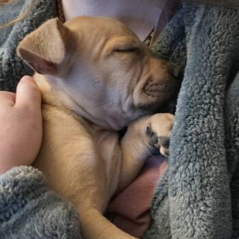 Mixed Breed Dogs Available for Adoption in Kanab, Utah - Sphinx | PetCurious