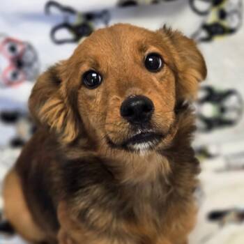 Shetland Sheepdog Sheltie and Mixed Breed Dogs Available for Adoption - Sharkie | PetCurious