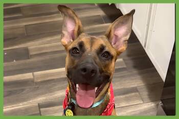 German Shepherd Dog and Black Mouth Cur Dogs Available for Adoption in Amherst, Massachusetts - Gigi | PetCurious