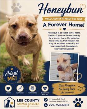 Honeybun -  Pit Bull Terrier Dog for Adoption in Leesburg, Georgia - Honeybun | PetCurious