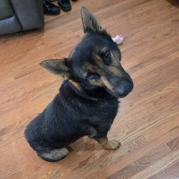 Shepherd Dogs Available for Adoption - Bikini Bottom | PetCurious