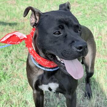 Beebee -  American Staffordshire Terrier Dog for Adoption in Spring, Texas - Beebee | PetCurious