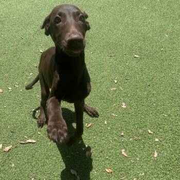 Dude 4738 -  Weimaraner Dog for Adoption in Loxahatchee Groves, Florida - Dude 4738 | PetCurious