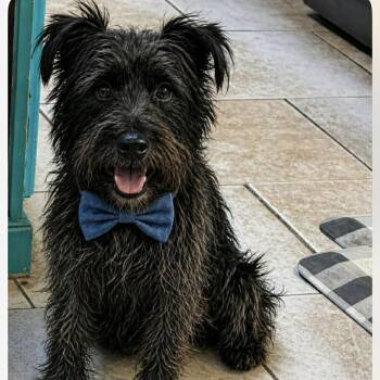 Schnauzer and Poodle Dogs Available for Adoption in Lucas, Texas - YODA GS | PetCurious