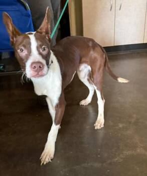 Poppa -  Boston Terrier Dog for Adoption in Rockwall, Texas - Poppa | PetCurious