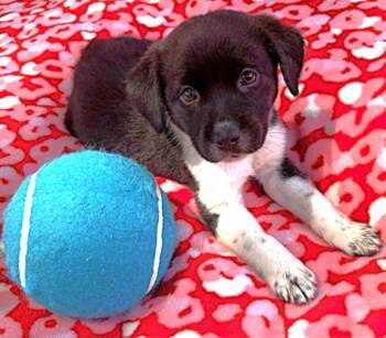 Bea -  Shetland Sheepdog Sheltie Dog for Adoption in Lake Geneva, Wisconsin - Bea | PetCurious
