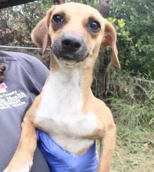 A657369 -  Chihuahua and Rat Terrier Dog for Adoption in Houston, Texas - A657369 | PetCurious