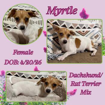 Myrtle -  Dachshund and Rat Terrier Dog for Adoption in Caldwell, Texas - Myrtle | PetCurious