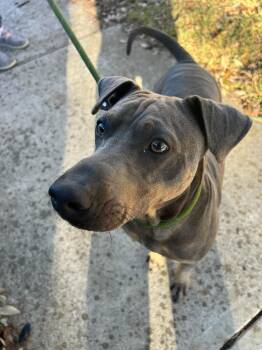 Blue Lacy Dogs Available for Adoption in Pflugerville, Texas - Timothy | PetCurious
