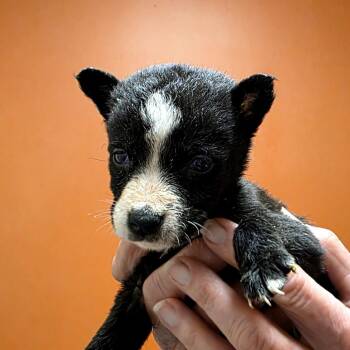 Mixed Breed Dogs Available for Adoption - Stormy | PetCurious