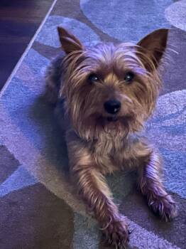 Yorkshire Terrier Dogs Available for Adoption in Garland, Texas - Blue | PetCurious