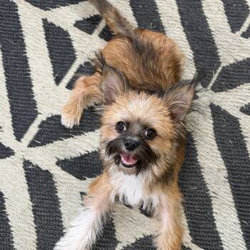 Scrappy -  Shih Tzu and Maltese Dog for Adoption in Momence, Illinois - Scrappy | PetCurious