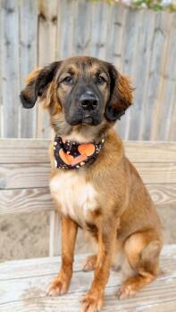 Rescue Shepherd and Mixed Breed Dogs for Adoption in Muskegon, Michigan - Laney | PetCurious
