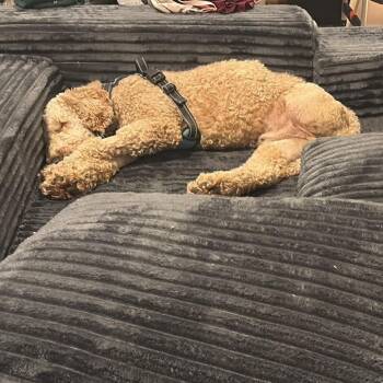 Poodle Dogs Available for Adoption in Rochester, New York - Clover | PetCurious